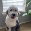dat.sheepdog.appa - @pearlyang1 - TikTok
