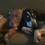 Pebbles and Watson - @pitbullandhound - Instagram