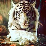 pedram hatami - @pedram.hatami - Instagram