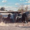 Pedro 🐴 Rancho Alegre🐴 - @ranchoalegre86 - TikTok