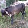 muñeco - @pedroarcos23 - TikTok