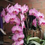 Pedro Avellaneda - @avellaneda7508 - Instagram