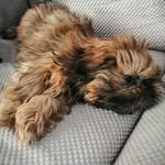 Pedro Baron - @pedro_the_parisian_dog - Instagram