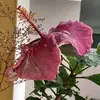 pedrocancel13 - @pedrocancel13 - TikTok