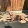 Rivera  Rivera - @pedrocanelocanelo - TikTok
