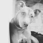 Pedro chapa - @pedroc959 - Instagram