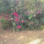 Pedro Chim - @pedro.chim.52 - Instagram