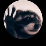 mapache - @pedro._.mapache._.day - Instagram