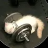 Pedro ALL Day - @pedro.all.day7 - TikTok