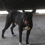 Pedro Enriquez - @pedroenriquez838 - Instagram
