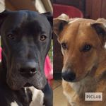 Pedro & Floyd 🐶💞🐶 - @pedr0fl0yd - Instagram