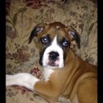 Pedro Floyd - @pedrotheboxer - Instagram
