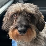 Pedro Hansen - @pedro.hansen.391 - Instagram