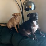 Bruce and Pedro Hardy - @bruce_and_pedro_hardy - Instagram