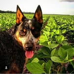 Pedro Henrique Huffner - @huffnerpedrohenrique - Instagram