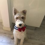Pedro Lee - @pedro_isadog - Instagram