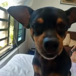 Pedro Manrique - @pedro.manrique.75436531 - Instagram