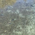 Pedro Manriquez - @manriquez9589 - Instagram