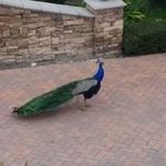 Pedro Mendiola - @pedromendiola782 - Instagram