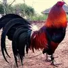 Pedro Meneses - @pedro.meneses35 - TikTok