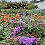 Pedro Olea - @oleas_growers - Instagram