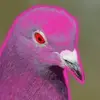 Pedro_Patton - @pedro_patton - TikTok
