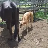 Pedro Peñate - @pedro.peate1 - TikTok