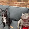 Piper & Pedro - @piper.pedro - TikTok