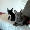 Piper and Pedro - @piperandpedro - TikTok
