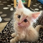 Pedro Pollard - @pedro_thepuss - Instagram