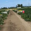 Pedro Ramírez - @pedro.ramrez225 - TikTok