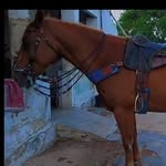 Pedro Renner - @pedrin_xsr0 - Instagram