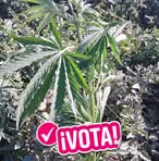 Pedro Sotero Garcia - Facebook