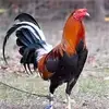 Pedro Ticona - @pedroticona15 - TikTok