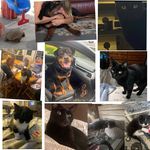 Maui rottweiler and chole and tucker cat and pedro the tortise - @mauicholetuckerpedroshow - Instagram