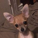 Pedro Radar Tucker - @pedro.radar.tucker - Instagram