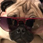 Tucker Pedro Da Pug - @tucker_pedro_da_pug - Instagram