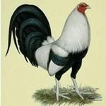 Pedro Vences - @pedro.vences.501 - Instagram