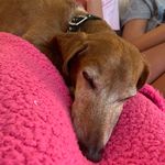 Peewee Banana Smith - @peewee_smithh - Instagram