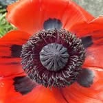 Peg Barker - @writndust - Instagram