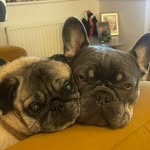 💖🐾Peggy & Berry🐾💖 - @peggy_the_tanblue_frenchie - Instagram