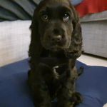 ℙ𝕖𝕘𝕘𝕪 - @peggy_black_cocker - Instagram