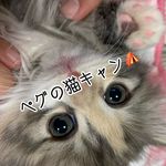 🐱ペグちゃん - @peg_camp0110 - Instagram