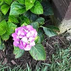Peggy Carroll - Facebook