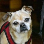 Peg Dawson Harrington - @houndsnpugs - Instagram