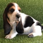 Peggy Edwards - @peggy_the_basset_hound - Instagram