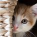 Peggy Forte - Facebook