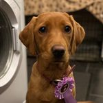 @peggy_the_fox_red - Instagram