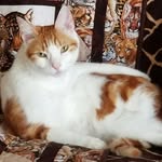 Peggy Gallagher Castellano - @eldustein - Instagram
