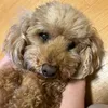 PeggyHall - @sschuslv7xi - TikTok